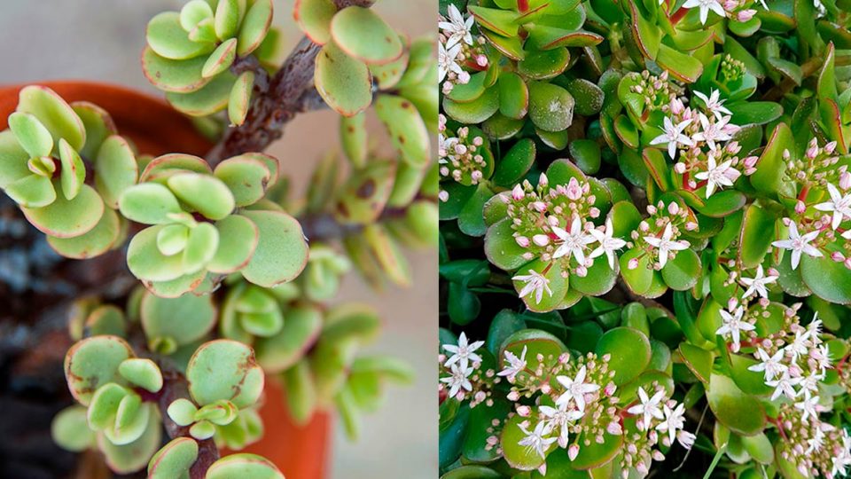 Faites fleurir votre plante de jade et apportez la beauté et tranquillité à votre maison