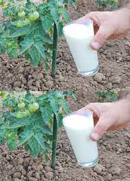 Jetez simplement une goutte de citron dans le lait – vous n’achèterez plus dans les magasins