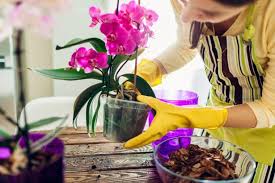 Orchidée suspendue et hors-sol : voici comment la cultiver !