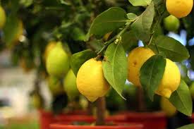 Comment planter un citron dans une tasse pour parfumer et décorer sa maison