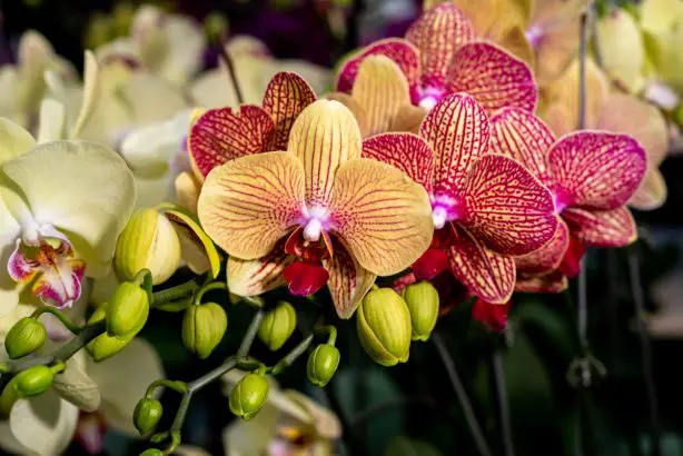 Orchidée : ce produit ménager la fera fleurir le lendemain