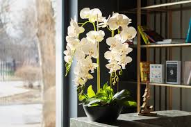 Orchidée – le secret des fleuristes pour des feuilles brillantes et une floraison abondante