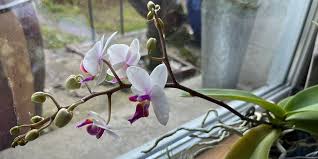 Découvrez comment faire fleurir une orchidée même en hiver : c’est la méthode