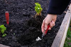 Que planter en mars : voici les bonnes cultures !