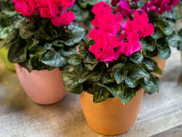 Plantes résistantes au froid : jardins et balcons toujours fleuris
