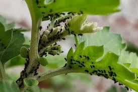 Pucerons et cochenille : le remède naturel qui les vainc