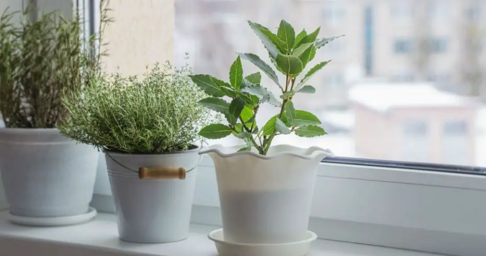 Choses simples que vous devriez faire pour vos plantes