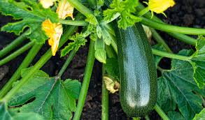Cultiver des courgettes dans de simples contenants recyclés : c’est très simple !