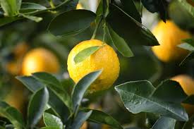 Quand mon citronnier ne porte pas de fruits, je le fertilise comme ça