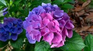 Comment changer la couleur de votre hortensia. C’est très facile