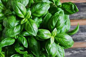 Voici comment je récupère les feuilles de basilic : comment éviter d’abîmer la plante