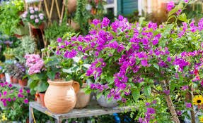 Engrais DIY pour Bougainvilliers pour une floraison comme jamais : vous ne dépensez même pas 1 euro