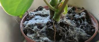 Je mets ça dans le terreau pour dire au revoir aux parasites des plantes