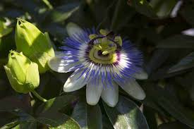 Passiflora Caerulea, comment la cultiver pour une floraison spectaculaire !