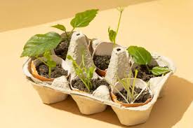 Coquilles d’œufs : Utilisez-les au potager. Voici l’astuce ingénieuse des jardiniers