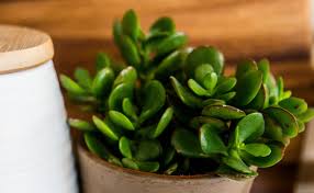 L’arbre de jade, la plante porte-bonheur : 8 règles fondamentales pour le rendre beau !