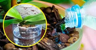 Orchidée : avec la méthode de la bouteille, elle durera pour toujours