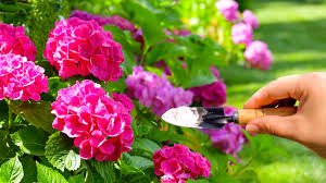 1 cuillère à soupe suffit pour faire fleurir les roses, les géraniums et les hortensias