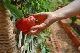 J’ai triplé ma récolte de tomates avec cette astuce !