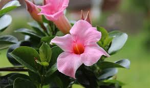 Ce sont les plantes les plus résistantes au soleil direct pour un balcon toujours fleuri !