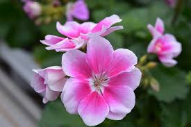 C’est l’engrais le plus puissant pour une floraison spectaculaire de vos géraniums !