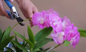 Alerte orchidées : ne les coupez jamais ainsi !