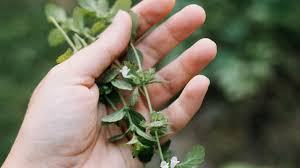 Plantes aromatiques : comment les protéger pour l’hiver