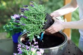 Quand planter la lavande et comment le faire