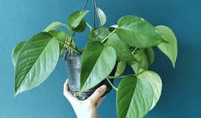 Multiplication hivernale des Pothos : la méthode la plus simple et la plus efficace à utiliser