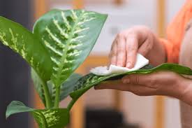 Comment nettoyer parfaitement les feuilles de nos plantes d’intérieur, le résultat est très brillant et vivifiant !