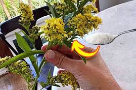Comment faire fleurir les plantes : utilisez cette astuce ! Une seule cuillère à café suffit