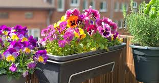 Balcon fleuri même en automne : découvrez comment faire !