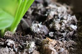 Moisissure blanche sur le sol de vos plantes : comment l’éliminer et éviter qu’elle ne réapparaisse !