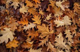 Recyclage des feuilles séchées : la méthode que vous ne connaissez certainement pas !