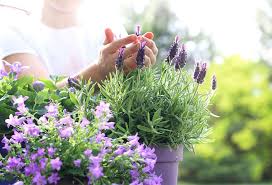 Fleurs à cultiver en septembre : celles parfaites pour le jardin et le balcon