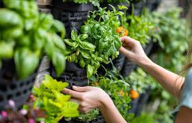 Potager vertical : de nombreuses idées pour disposer vos herbes aromatiques