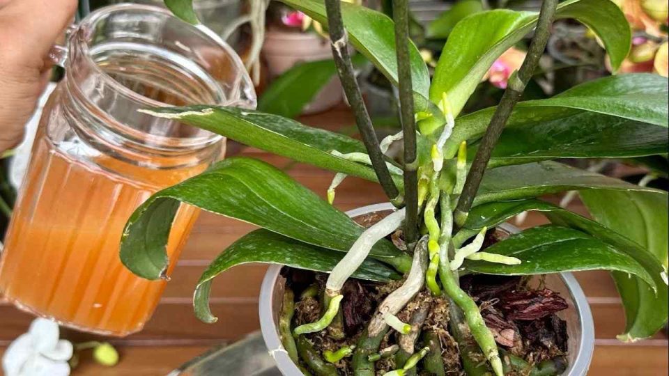 Une tasse chaque mois et vous aurez un balcon et un jardin fleuris : du jamais vu