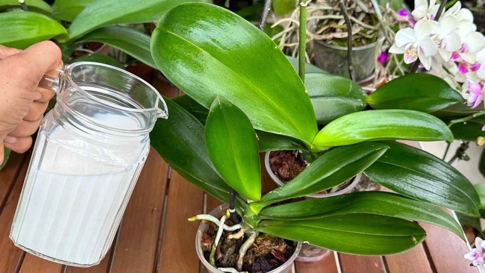 Utilisez cet engrais naturel pour un feuillage éclatant et des fleurs saines toute l’année