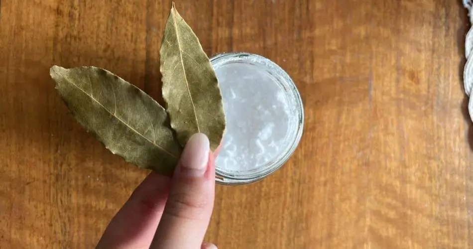 L’astuce avec de la levure chimique sur une feuille de laurier : une technique ancienne de grand-mère qui ne mérite pas d’être oublié
