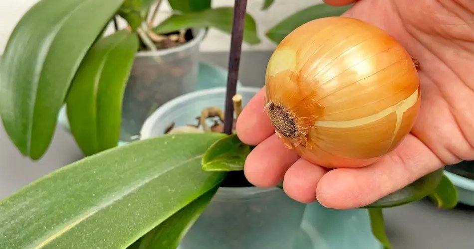 1 oignon suffit ! Et l’orchidée fleurit en continu tout au long de l’année