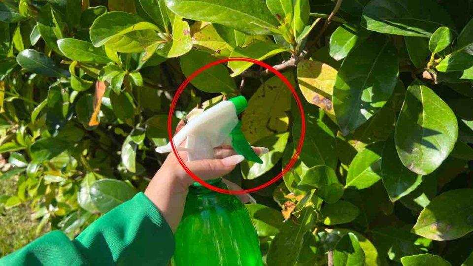 Élimine les parasites des plantes en quelques secondes seulement, il suffit de vaporiser dessus