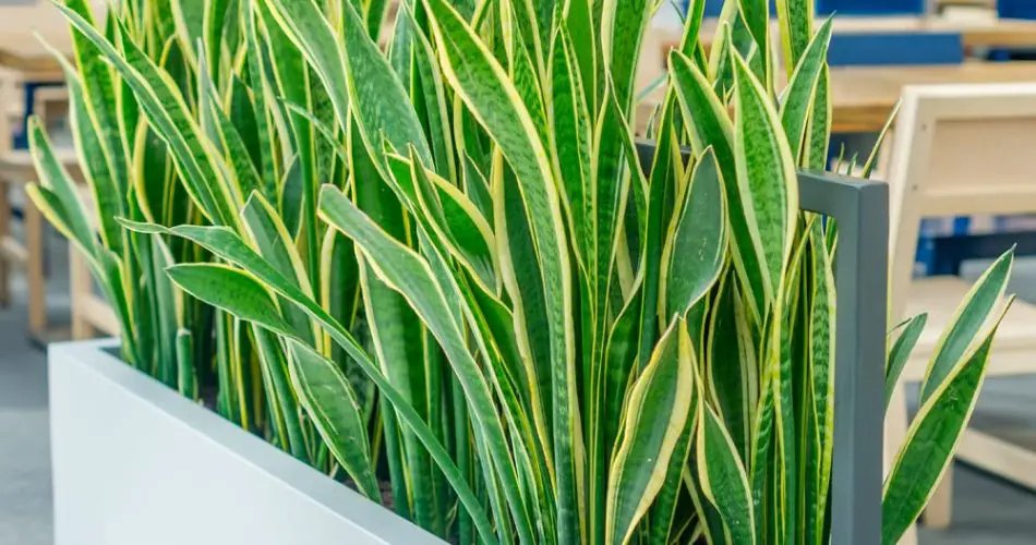 5 raisons pour lesquelles vous devriez avoir Sansevieria à la maison