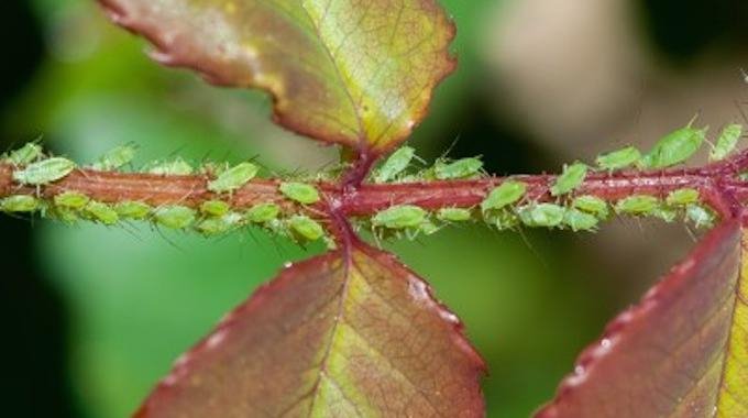 Un insecticide naturel que tout jardinier devrait connaître