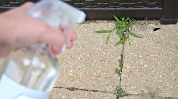 7 recettes d’herbicides efficaces et faciles à préparer