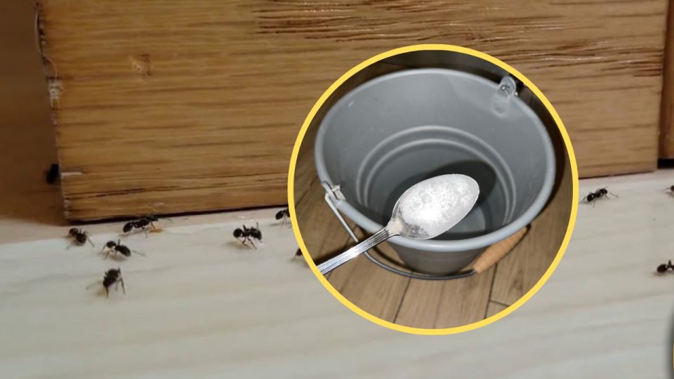Fourmis dans la maison, lavez le sol avec cet ingrédient : elles ne reviennent jamais