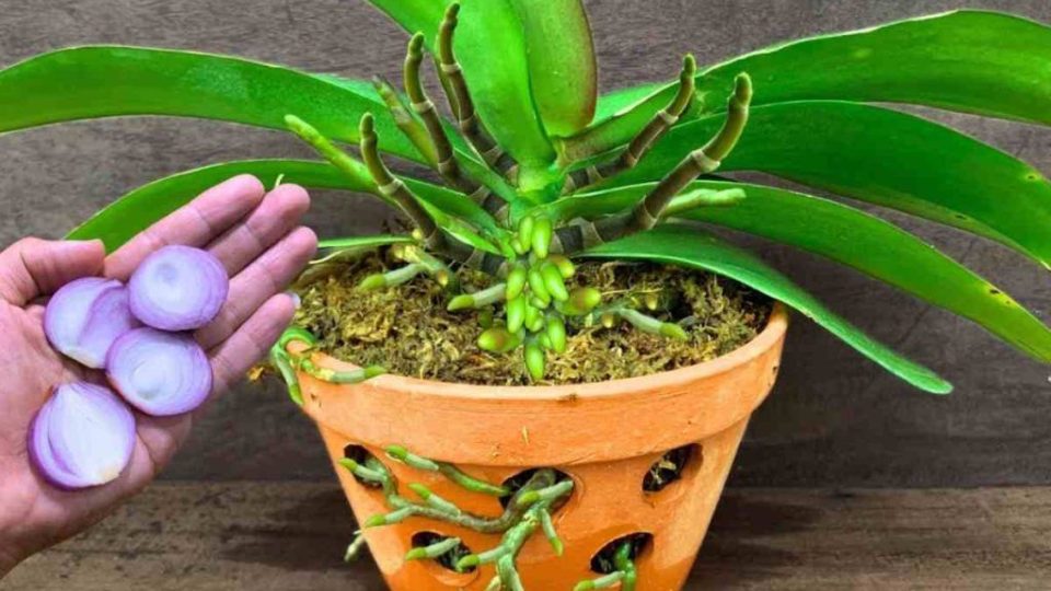 Si vous répandez ceci sur l’orchidée, vous n’arrêterez jamais de le faire