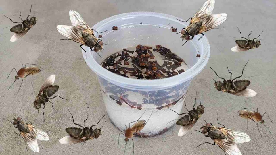 Cela fait voler les mouches, les moustiques et les cafards en moins de 10 minutes.