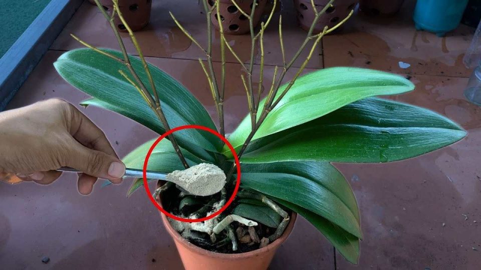 Chaque plante n’a besoin que d’une cuillère à café – elle fera tout fleurir brillamment