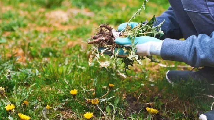 Le meilleur herbicide : plus efficace que le vinaigre