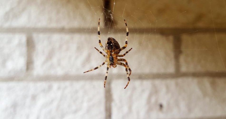 Nous faisons tous cette erreur avec les araignées, vous pourriez le regretter
